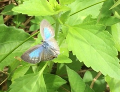 Catochrysops strabo strabo