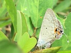 Catochrysops strabo strabo