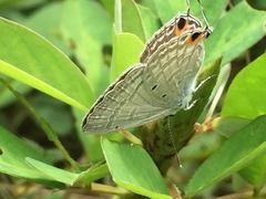 Catochrysops strabo strabo