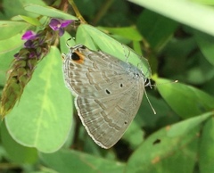 Catochrysops strabo strabo