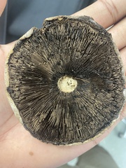 Agaricus deardorffensis