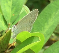 Catochrysops strabo strabo
