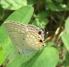 Catochrysops strabo strabo