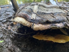 Pycnoporellus fulgens