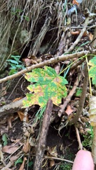 Acer pseudoplatanus
