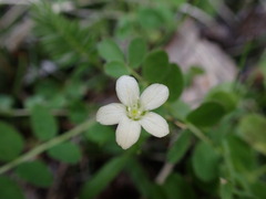 Arenarieae