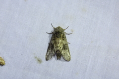 Macrurocampa marthesia