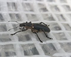 Brachyderes lusitanicus