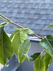 Reduviidae