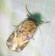 Spodoptera latifascia