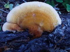 Pycnoporellus fulgens