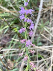 Liatris