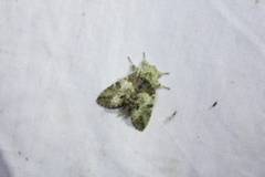 Macrurocampa marthesia