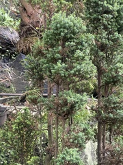 Escallonia myrtilloides