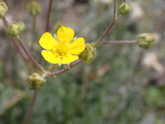 Potentilla hippiana