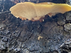 Pycnoporellus fulgens