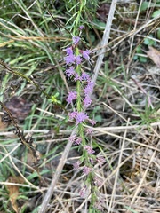Liatris
