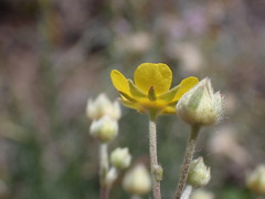 Potentilla hippiana