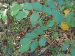 Cameraria hamameliella