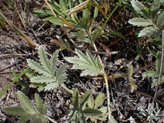 Potentilla hippiana