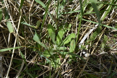 Erigeron philadelphicus