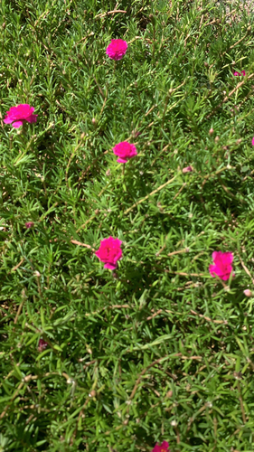 Portulaca grandiflora, 2022-10-17