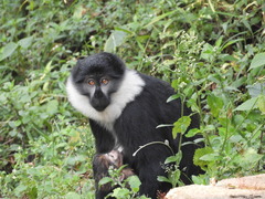 Allochrocebus lhoesti