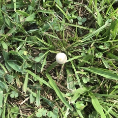 Conocybe apala albipes