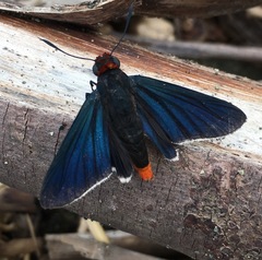 Pyrrhopyge zenodorus
