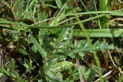 Scutellaria galericulata