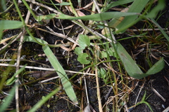 Halerpestes cymbalaria