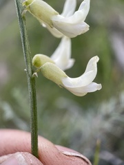 Astragalus filipes