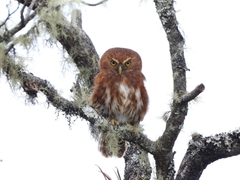 Glaucidium jardinii