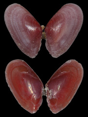 Tellinidae