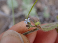 Lappula occidentalis