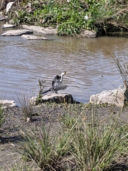 Microcarbo melanoleucos