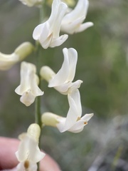 Astragalus filipes