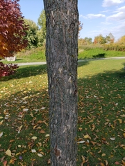 Ulmus