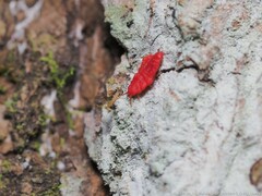 Neosteingelia texana