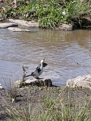 Microcarbo melanoleucos