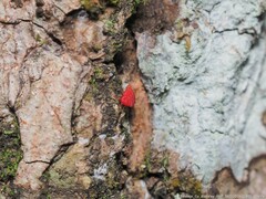 Neosteingelia texana