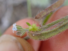 Lappula occidentalis