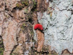 Neosteingelia texana