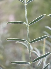 Astragalus filipes