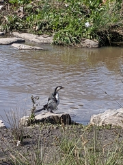 Microcarbo melanoleucos