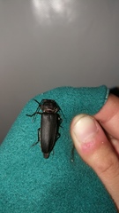 Arhopalus ferus