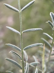 Astragalus filipes