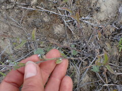 Lappula occidentalis