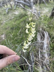 Astragalus filipes