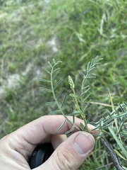 Astragalus filipes